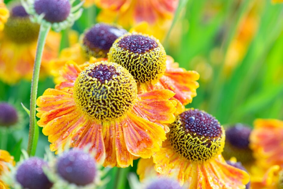<i>Helenium</i> 'Goldfuchs'