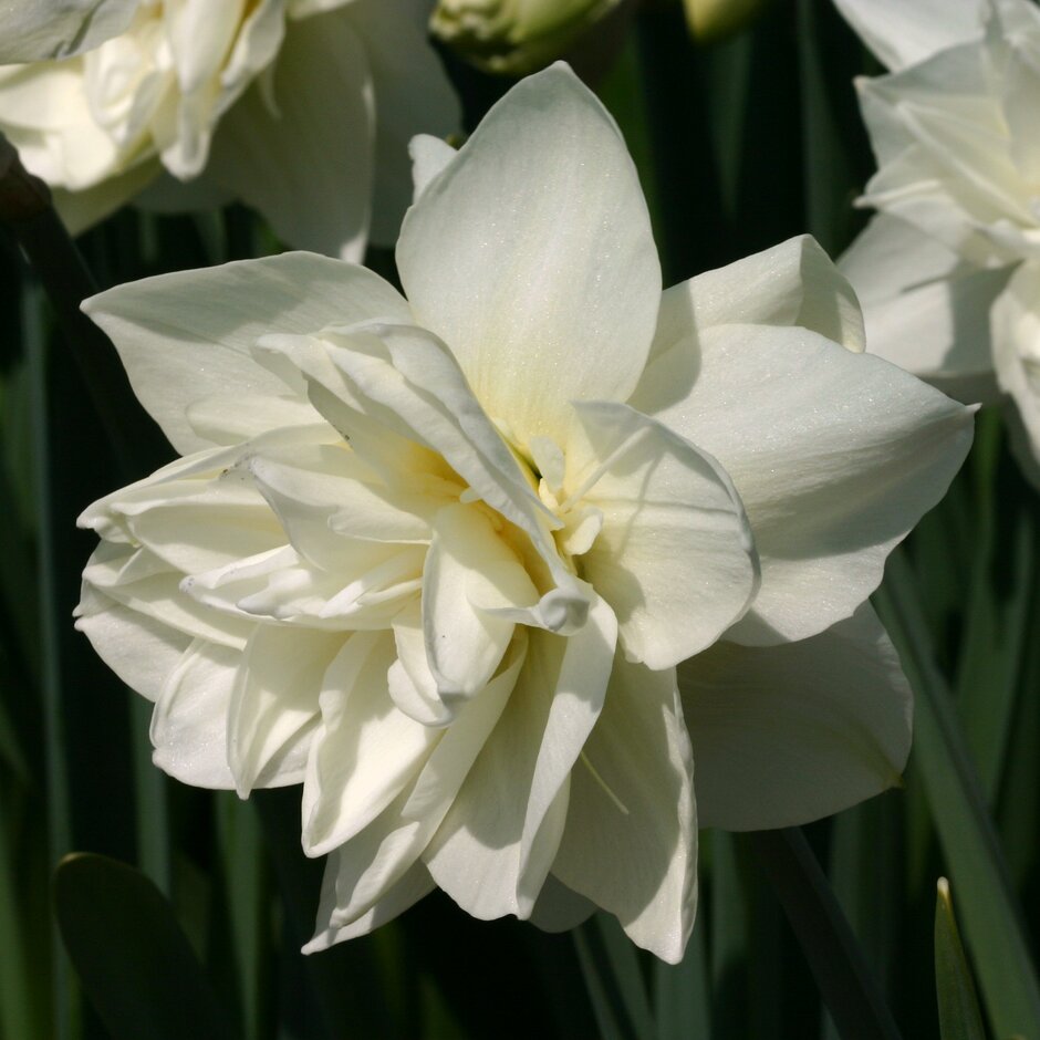 daffodil 'White Medal'