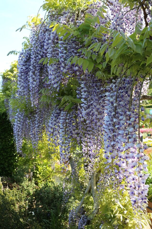 Valder's wisteria 'Burford'