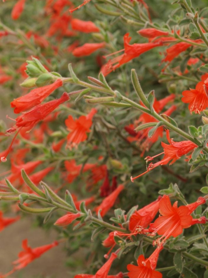 California fuchsia 'Ed Carman'