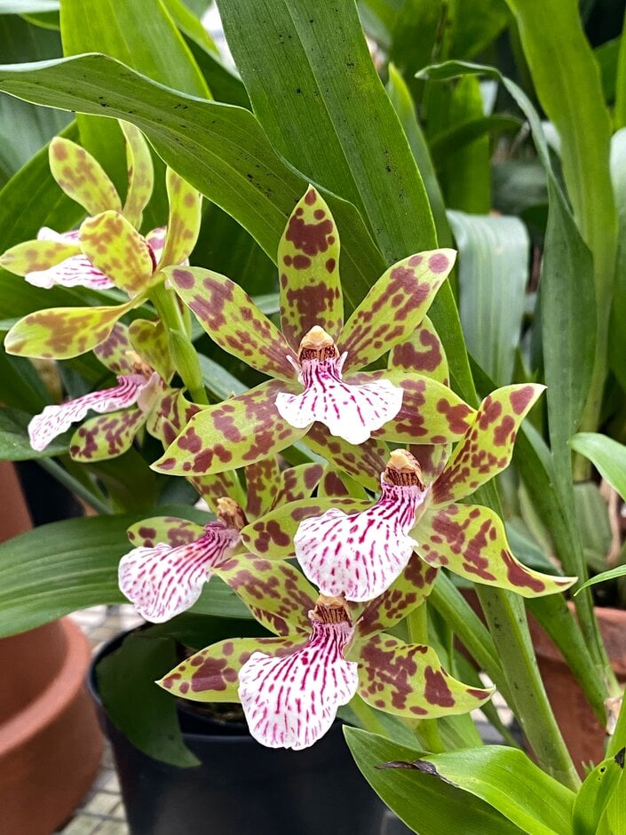 × <i>Zygoneria</i> 'Adelaide Meadows'
