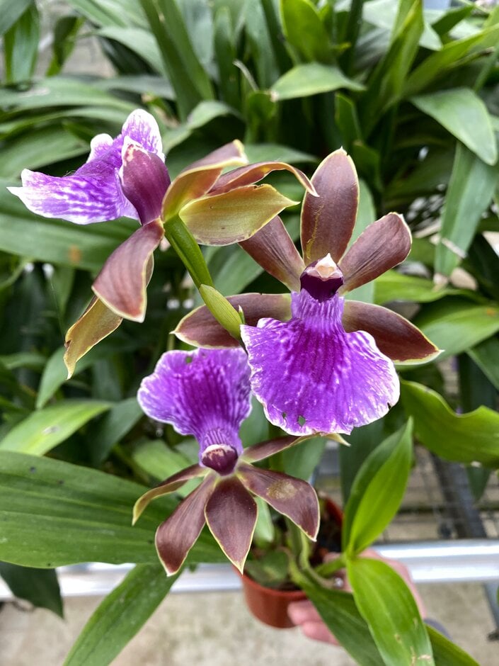 <i>Zygopetalum</i> 'Advance Australia'