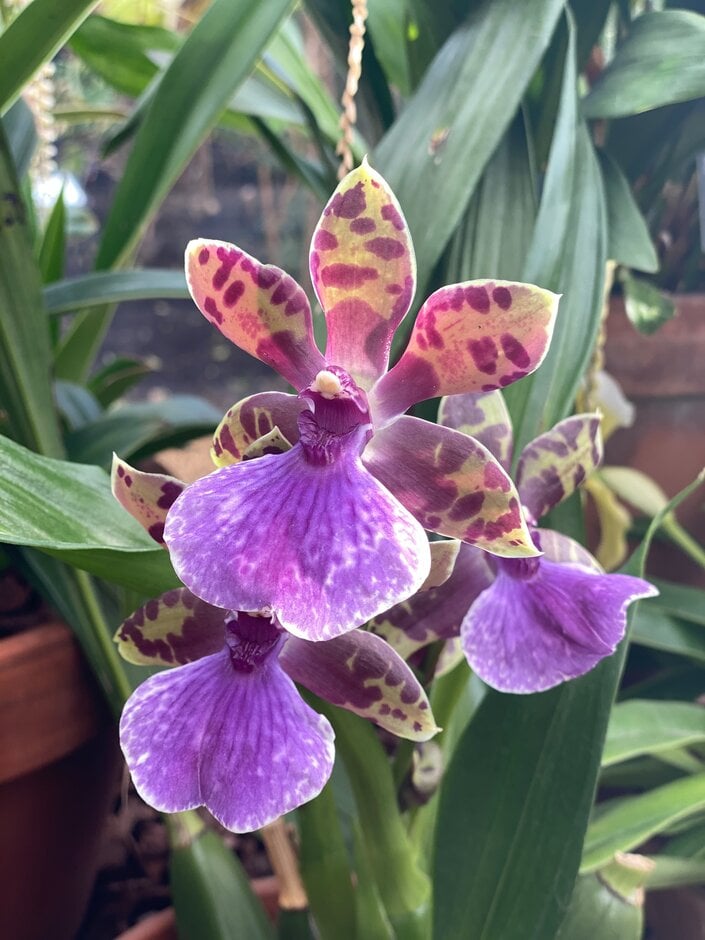 <i>Zygopetalum</i> Barbel Hohn gx 'Scentsation'