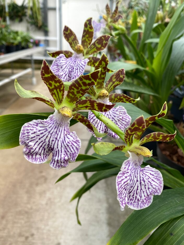 <i>Zygopetalum</i> 'Heavenly Blue'