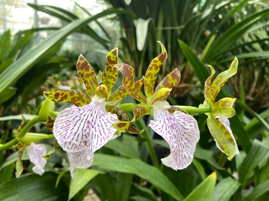 <i>Zygopetalum</i> Warringa Wonder gx