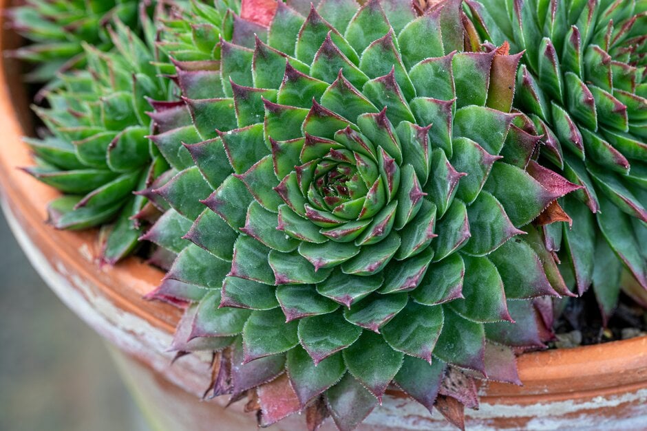 <em>Sempervivum</em> <em>caucasicum</em>