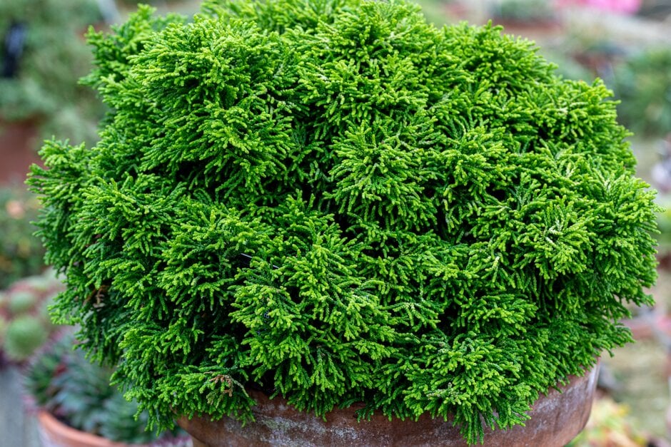 hinoki cypress 'Butterball'