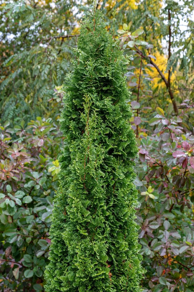 Thuja occidentalis 'Degroot's Spire' | /RHS Gardening