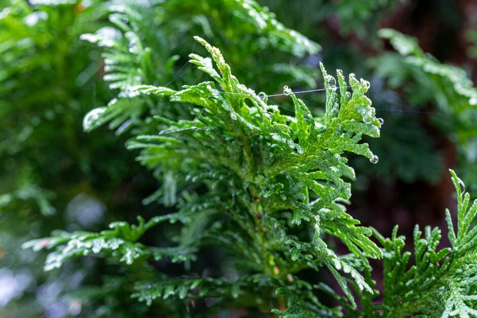 white cedar 'Degroot's Spire'