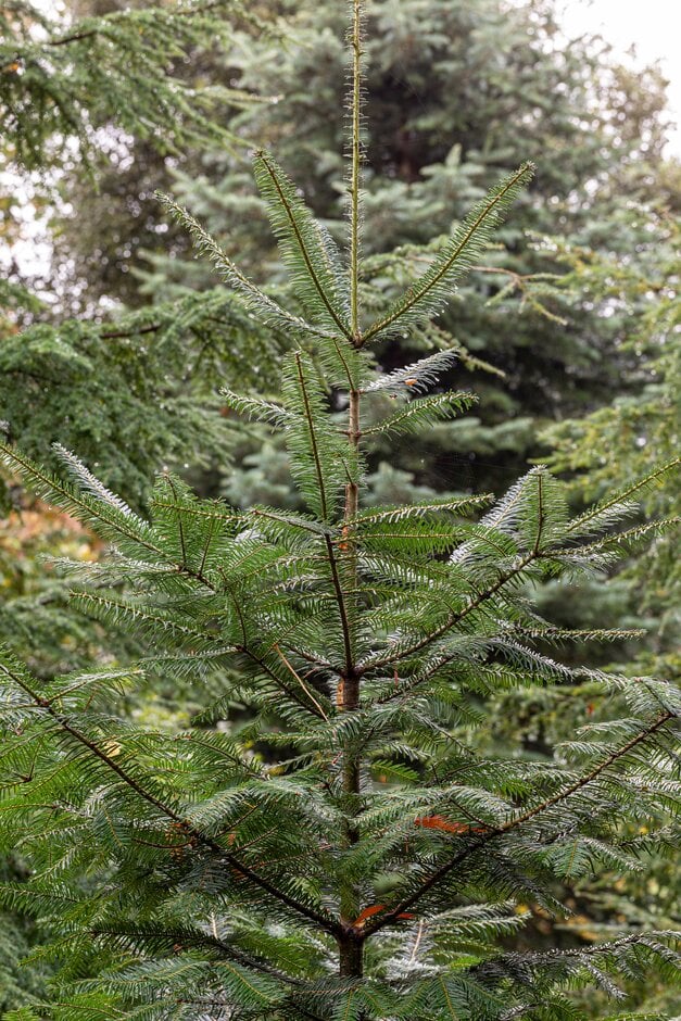 grand fir