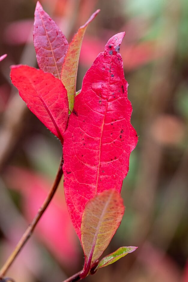 pink-shell azalea