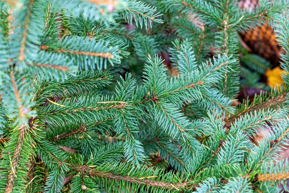 Colorado spruce