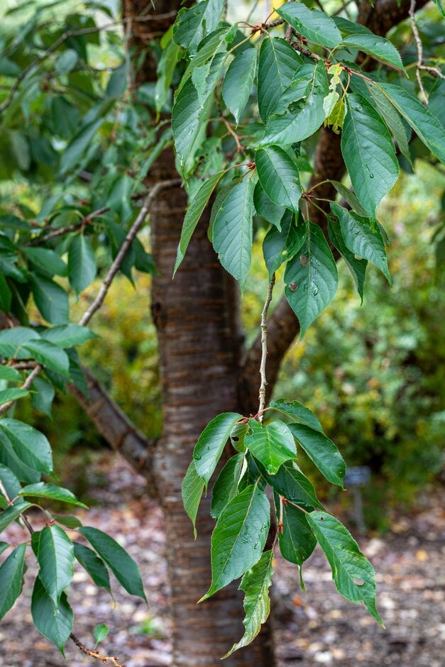 Japanese mountain cherry