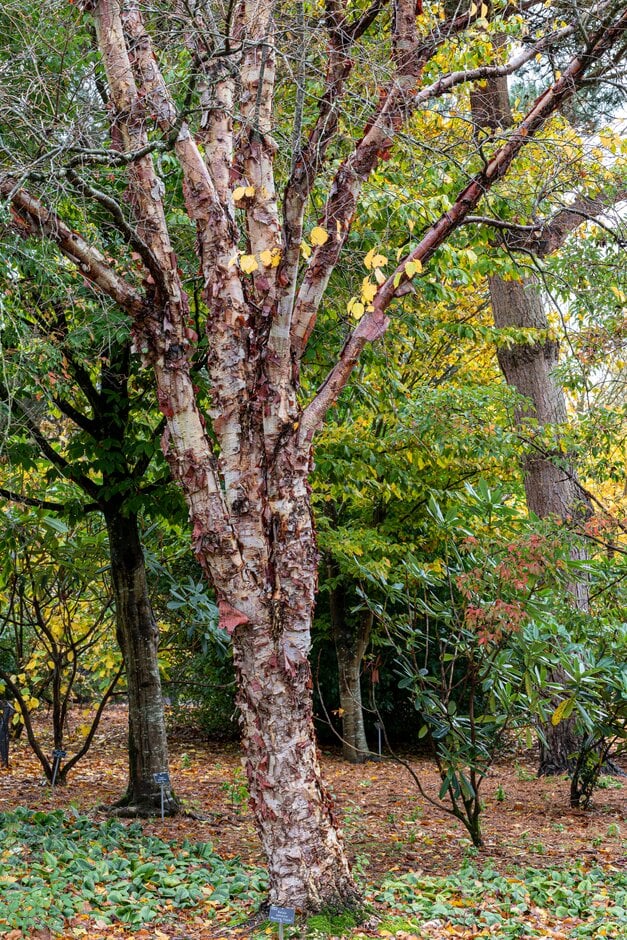 Asian black birch 'Maurice Foster'