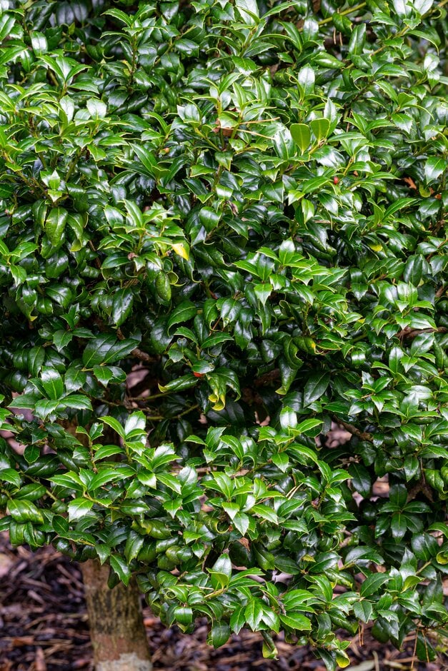 <em>Ilex</em> <em>colchica</em>