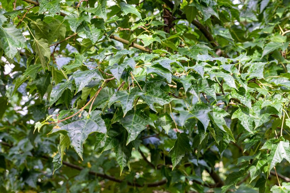 Forrest's maple