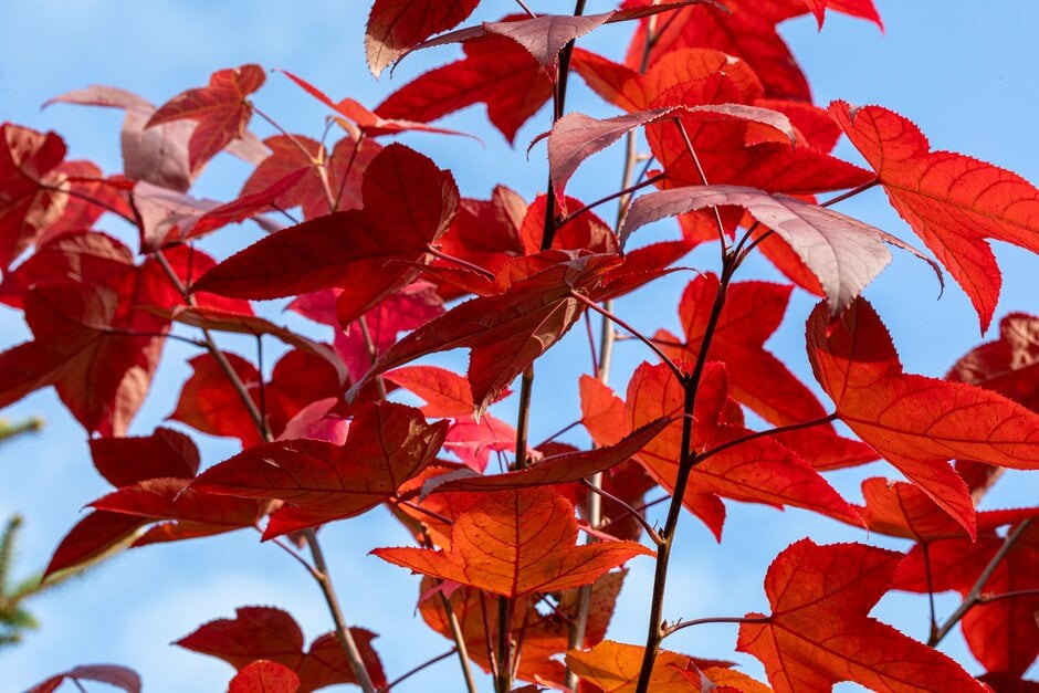 <em>Liquidambar</em> <em>acalycina</em>