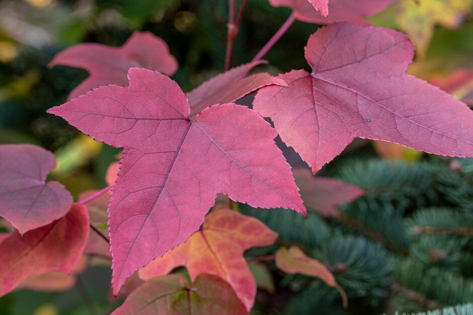 <em>Liquidambar</em> <em>acalycina</em>