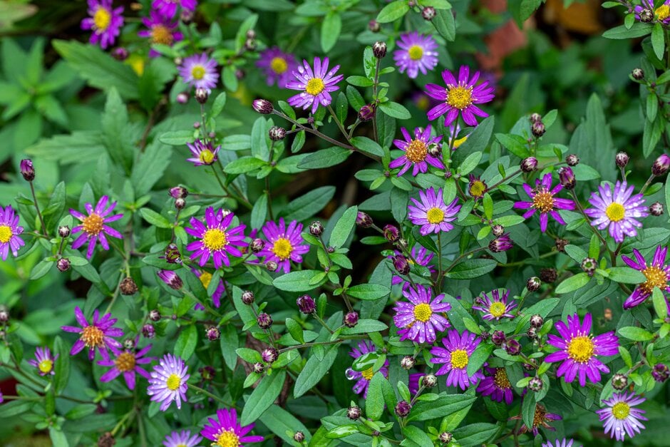 aster 'Ezo Murasaki'