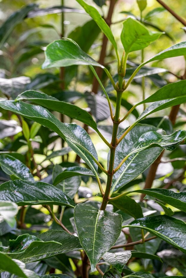 <em>Ilex</em> <em>perado</em> subsp. <em>platyphylla</em>