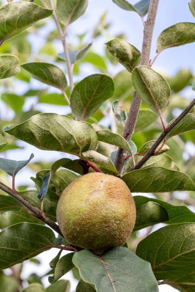 quince 'Serbian Gold'