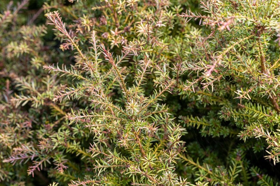 podocarp 'County Park Fire'