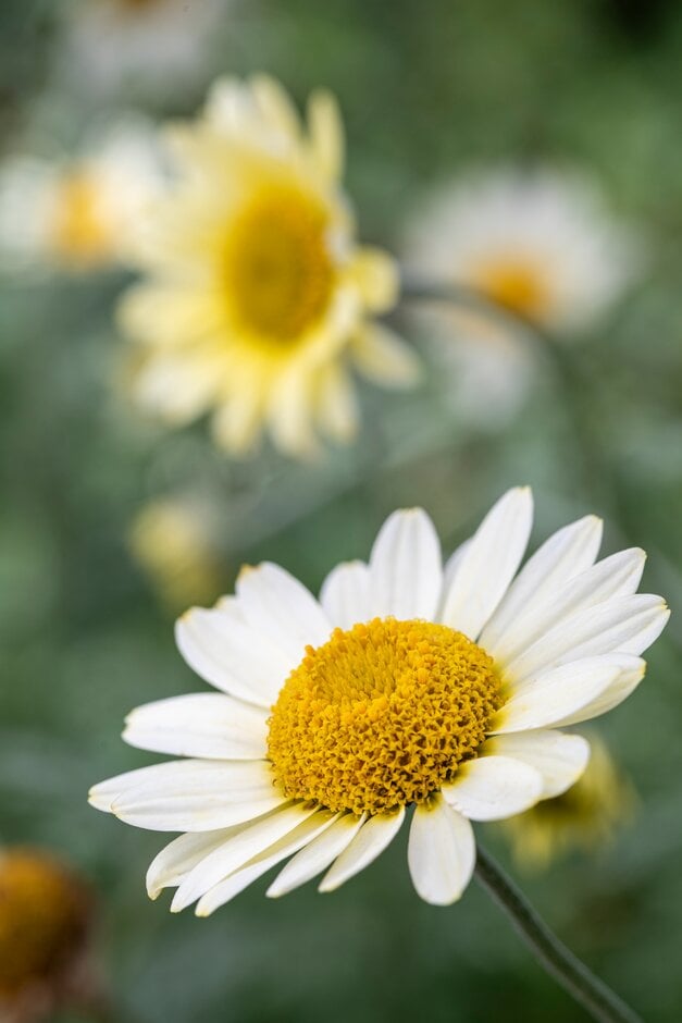 chamomile [Susanna Mitchell]