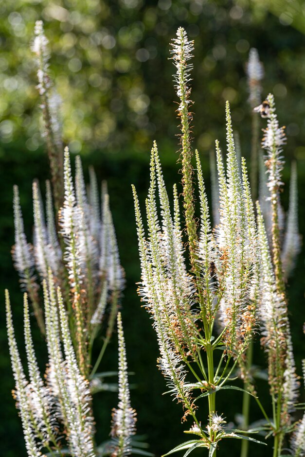 Culver's root 'Album'