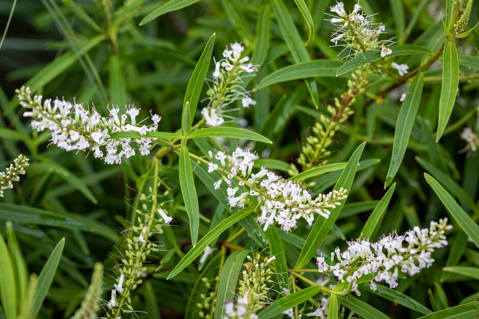 hebe 'Spender's Seedling'