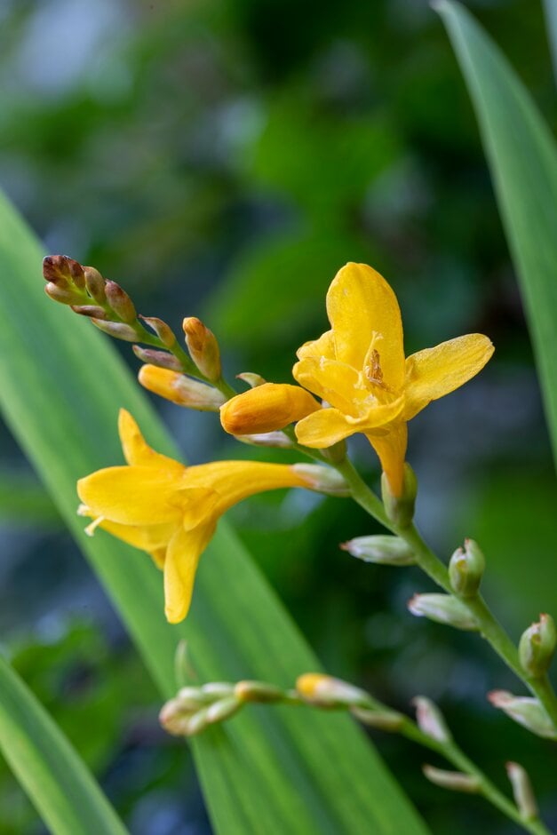 montbretia 'Citronella