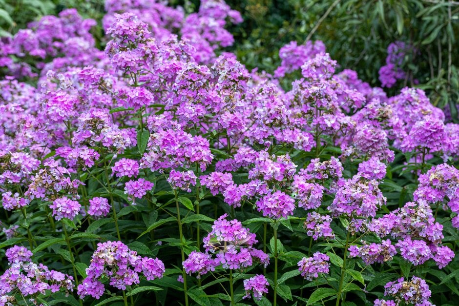 Phlox paniculata &Hesperis& | phlox &Hesperis& Herbaceous Perennial/RHS ...