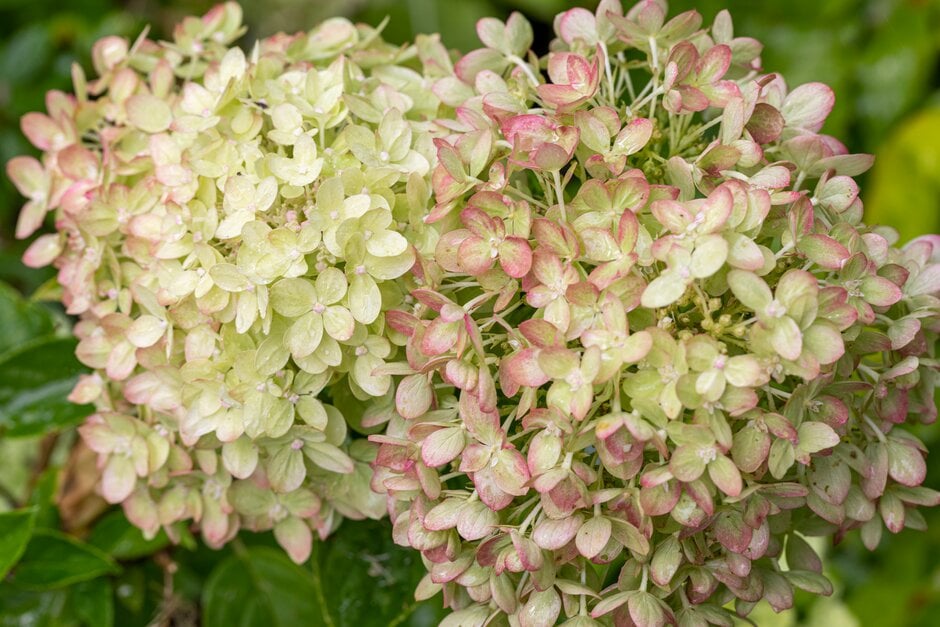 Hydrangea paniculata 'Jane' (PBR) | hydrangea 'Jane'/RHS Gardening