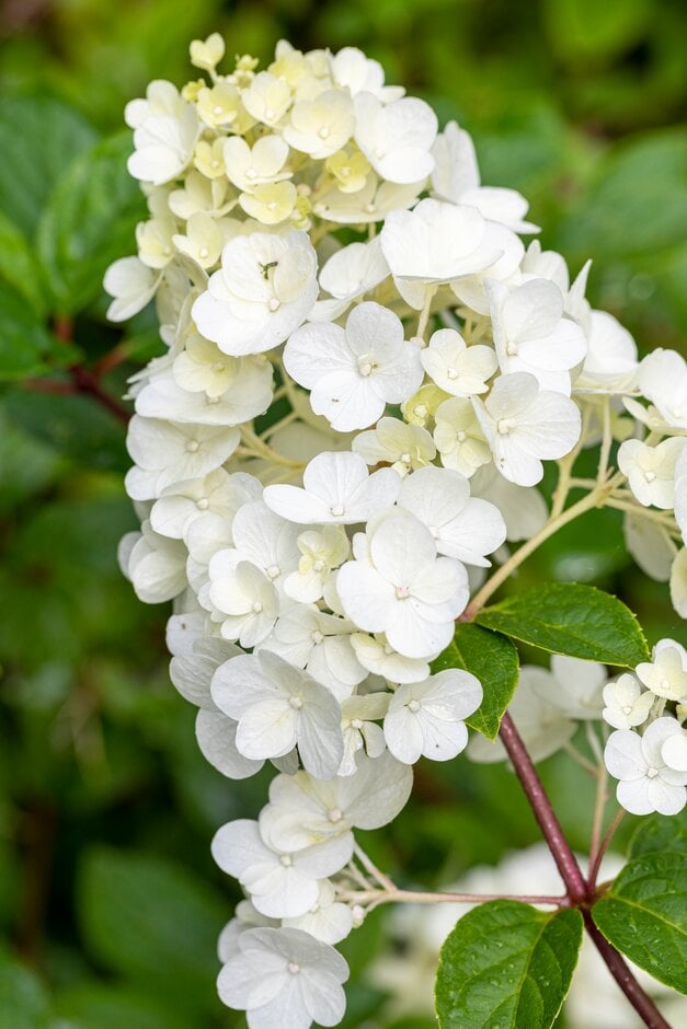 panicled hydrangea [Sundae Fraise]
