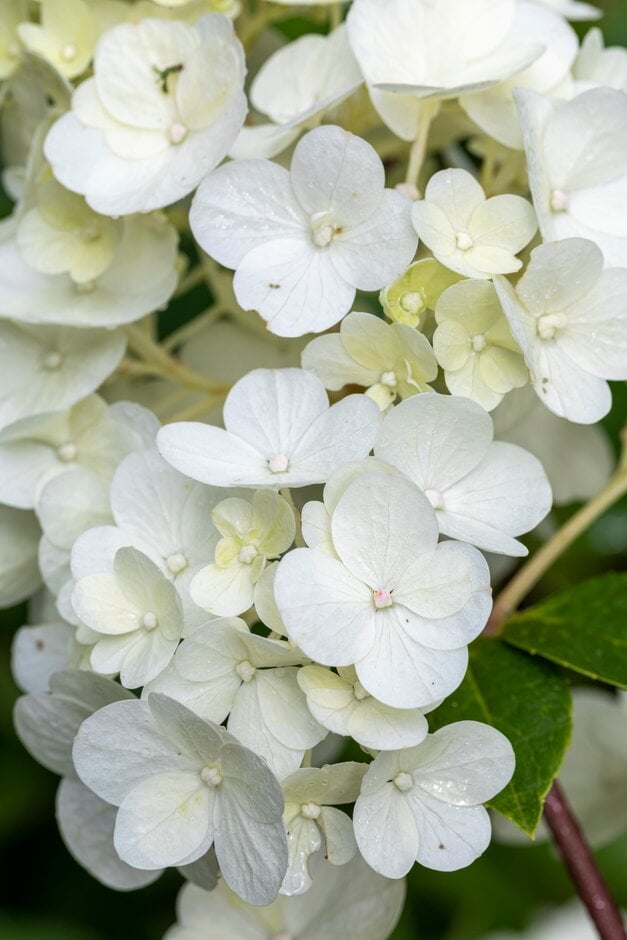 panicled hydrangea [Sundae Fraise]