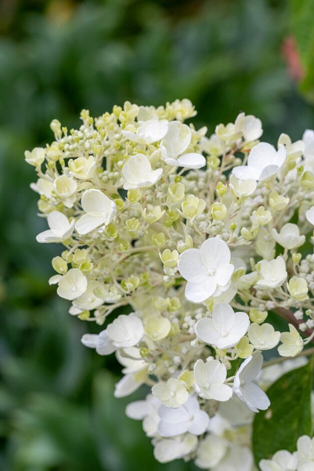 panicled hydrangea 'Rosy Morn'