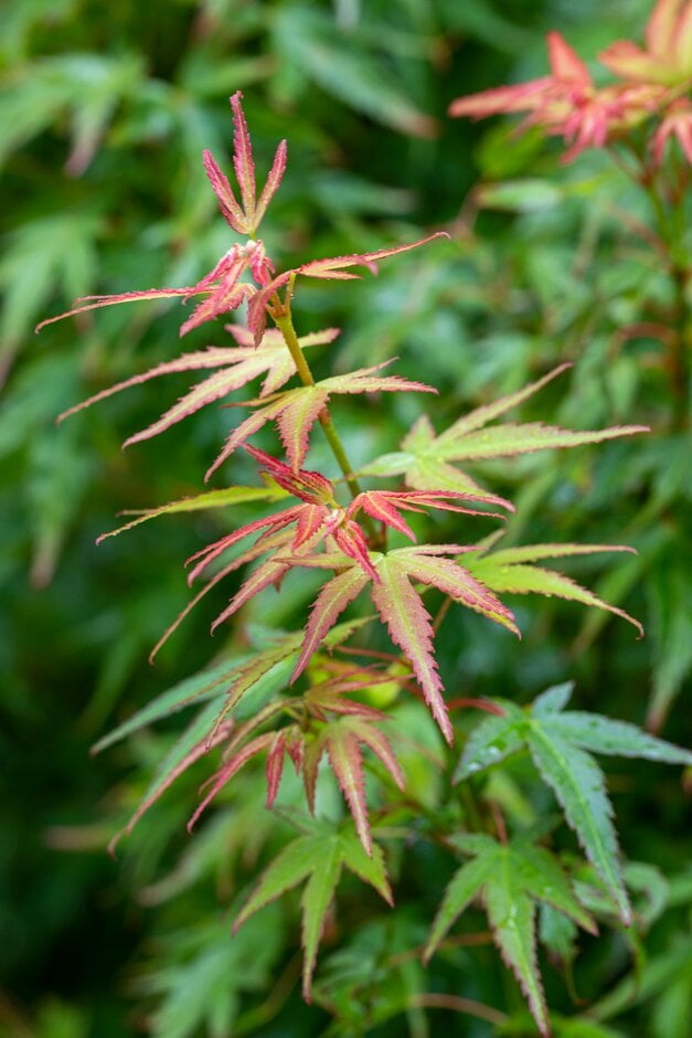 Japanese maple 'Wilson's Pink Dwarf'
