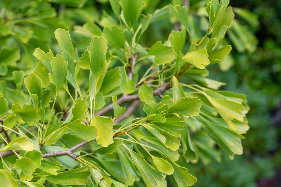 maidenhair tree 'Saratoga'