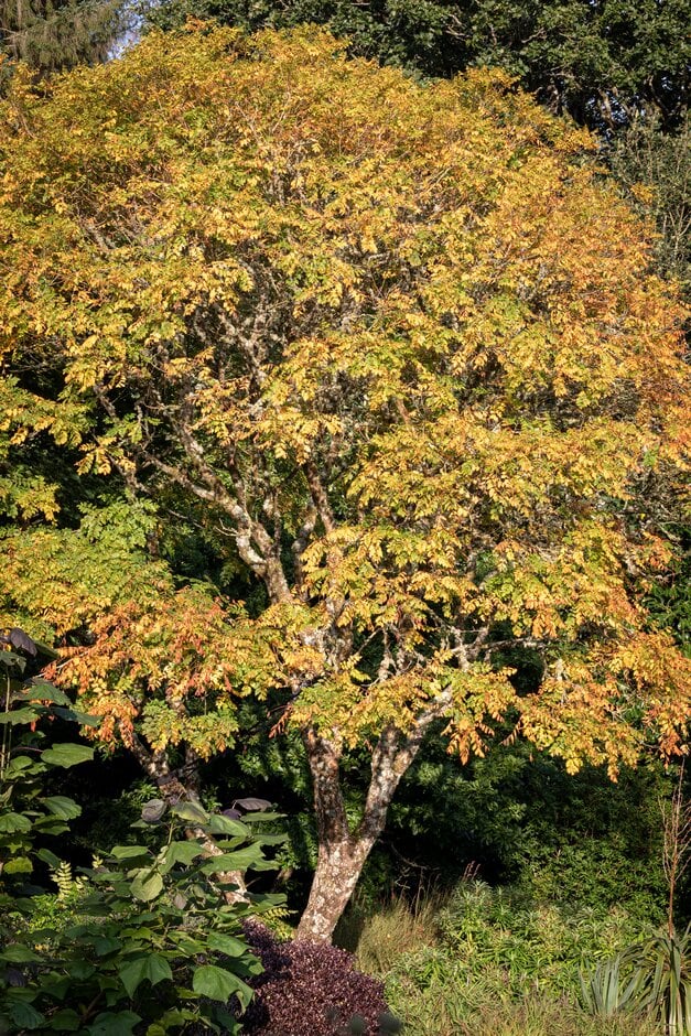 pride of India 'Fastigiata'