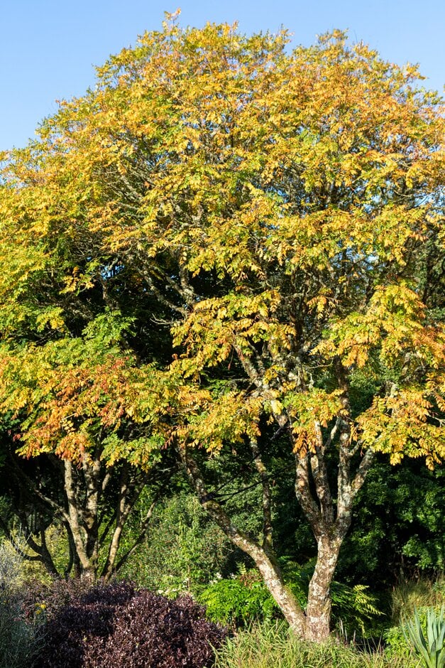 pride of India 'Fastigiata'