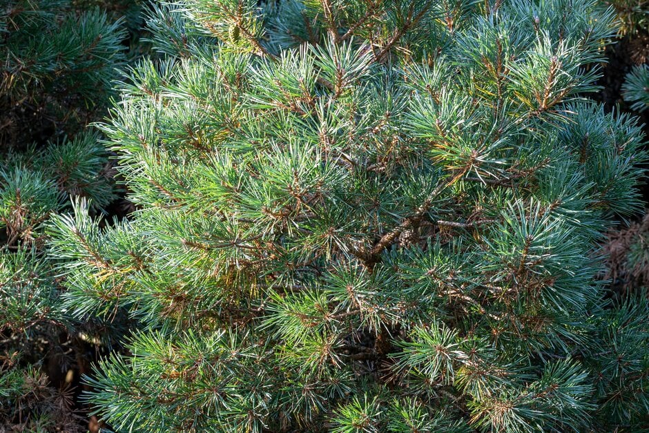 Scots pine 'Chantry Blue'