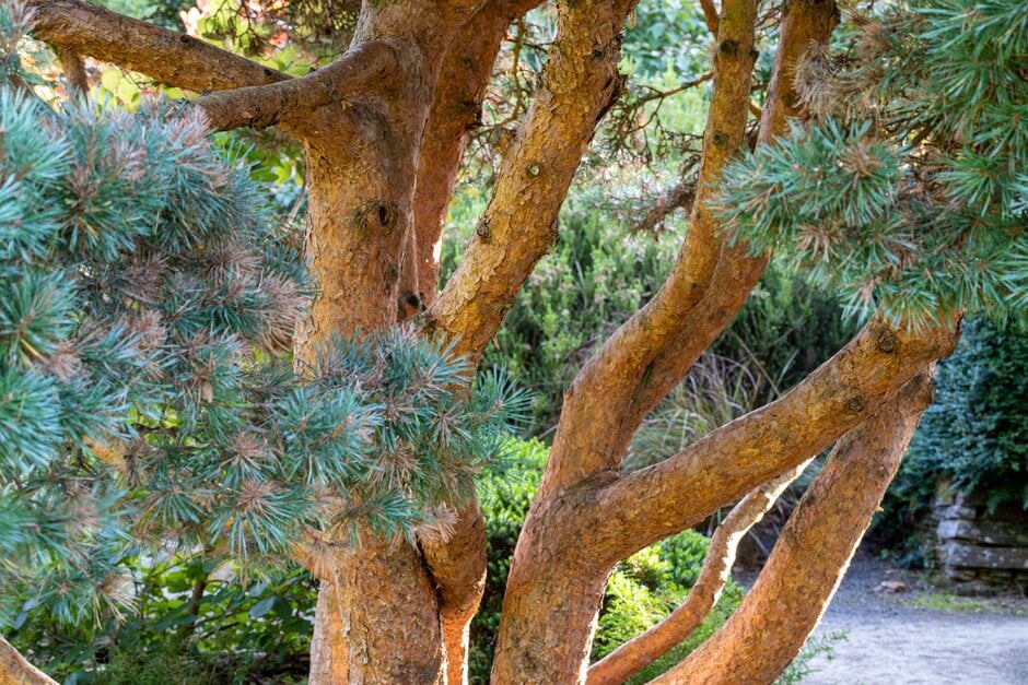 Scots pine 'Chantry Blue'