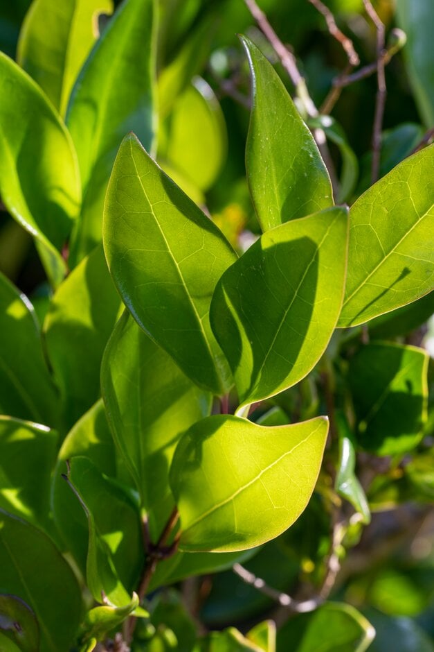 Japanese privet 'Texanum'