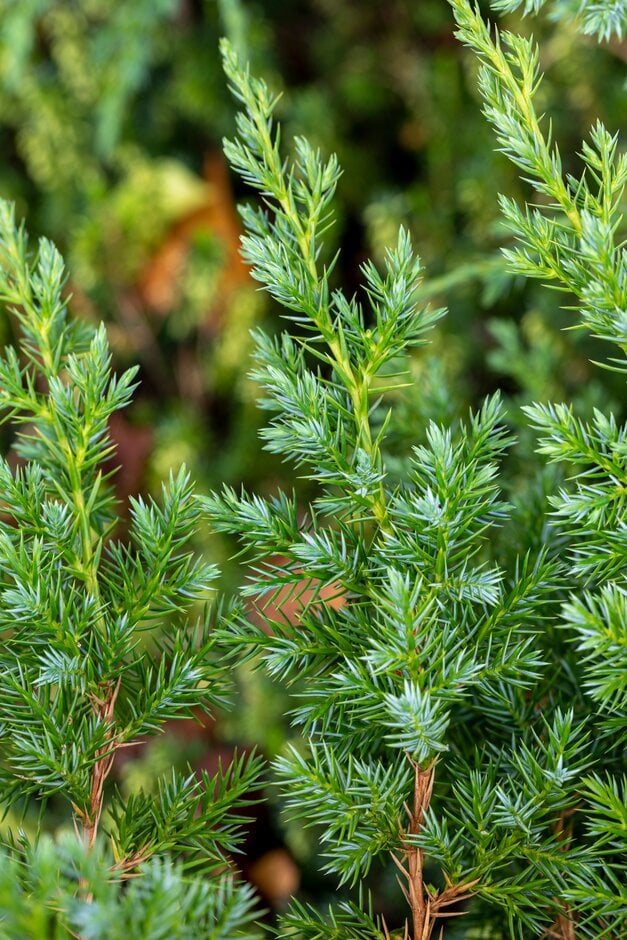 flaky juniper 'Hunnetorp'