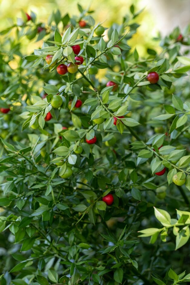 butcher's broom hermaphrodite