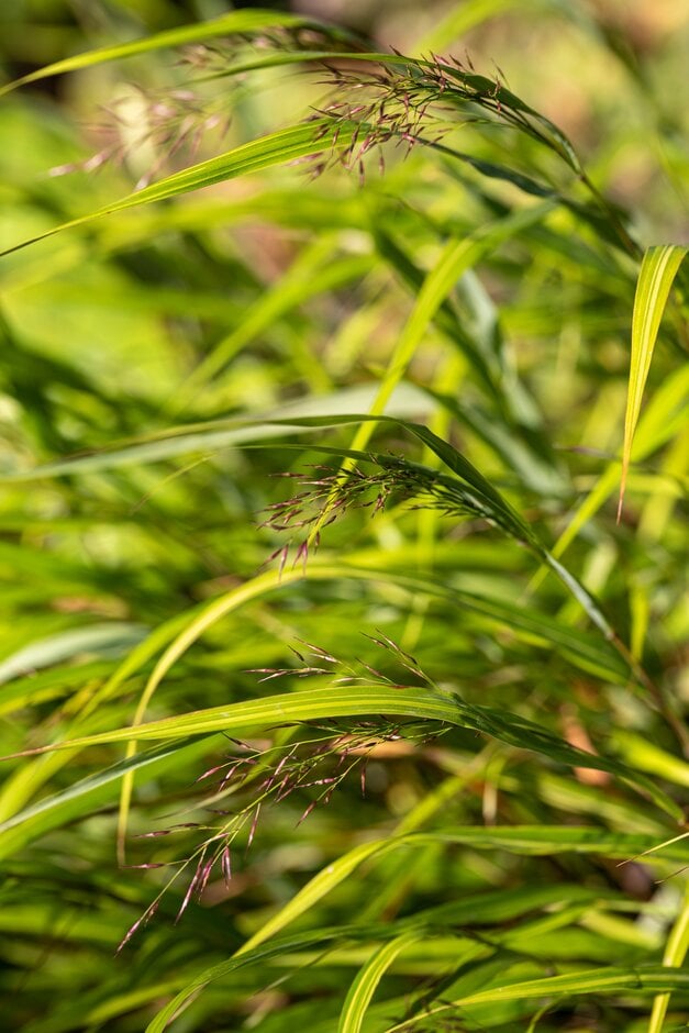 Japanese forest grass 'Samurai'