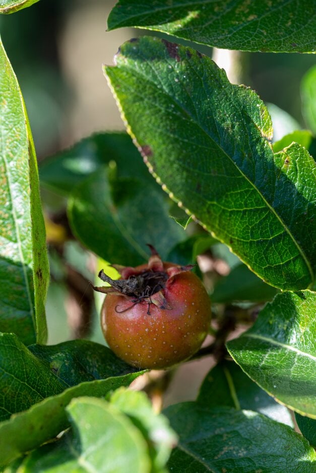caughuawaga hawthorn