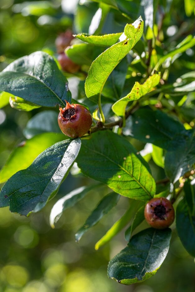 caughuawaga hawthorn
