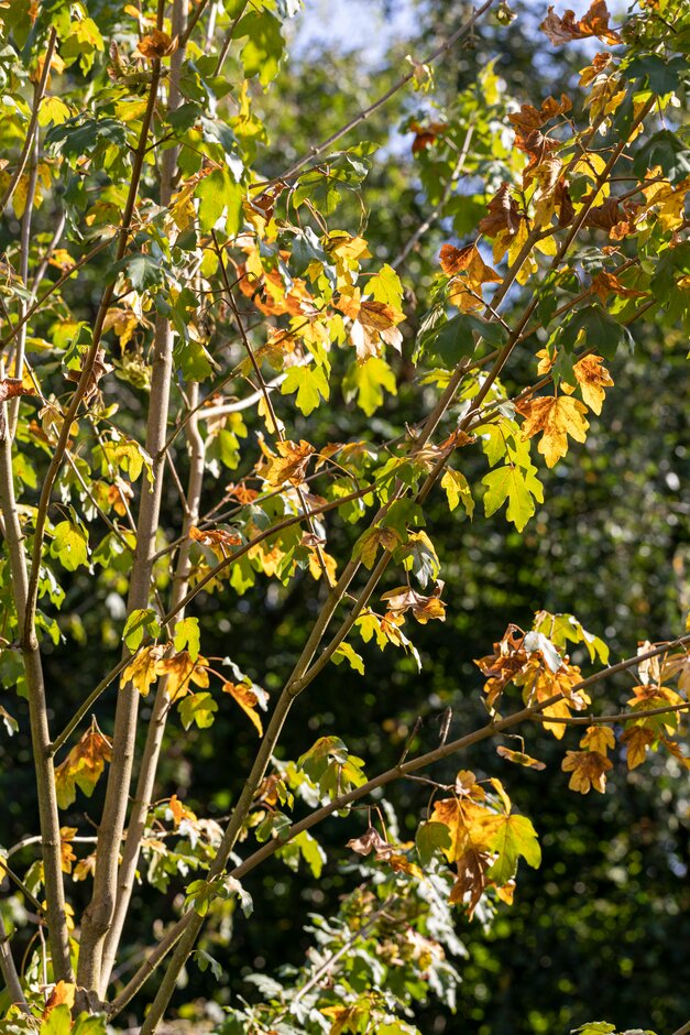 field maple 'Queen Elizabeth'