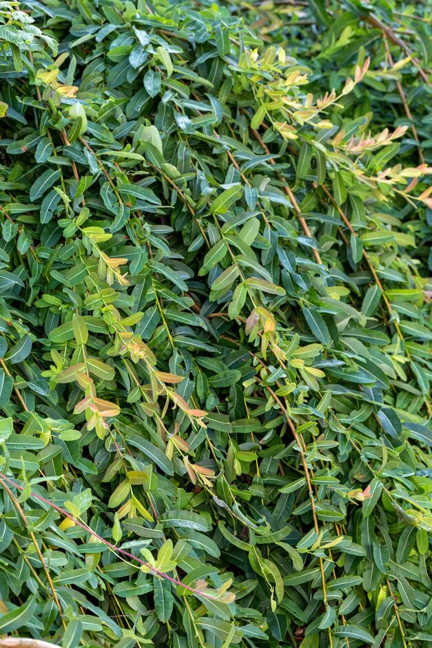 <em>Salix</em> <em>integra</em> 'Pendula' (f)