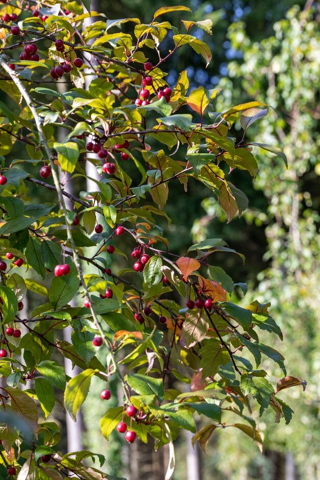 crab apple 'Prairifire'
